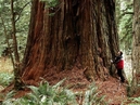 Michael Taylor stands under a huge coast redwood tree in this photo provided by Taylor at Prairie Creek Redwoods State Park near Orick, Caif., in 2000. Taylor is a big game hunter. But the prey he's spent more than half his life pursuing does not have legs or even a heartbeat. Instead, armed with a laser range finder, a head for math and an explorer's zeal, Taylor has made a sport of finding and sizing up the tallest species on the planet California's ancient coast redwoods.  (AP Photo/Michael Taylor)